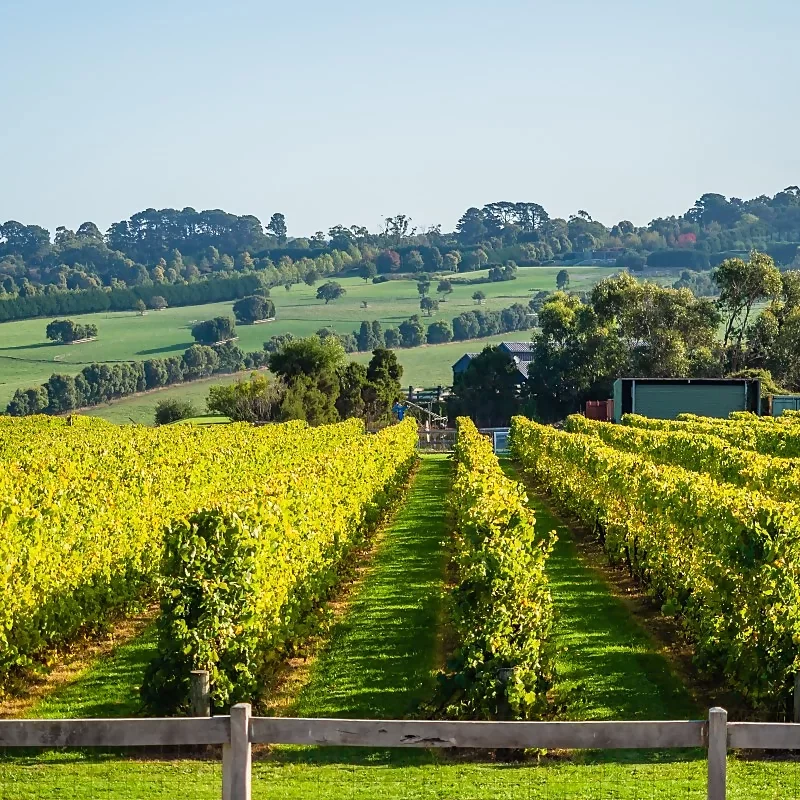 a vineyard on the central coast of New South Wales