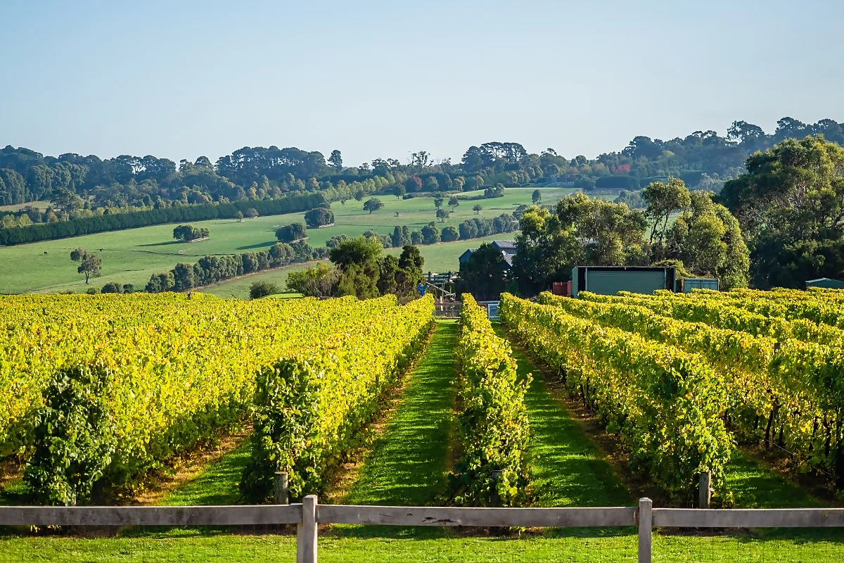 a vineyard on the central coast of New South Wales
