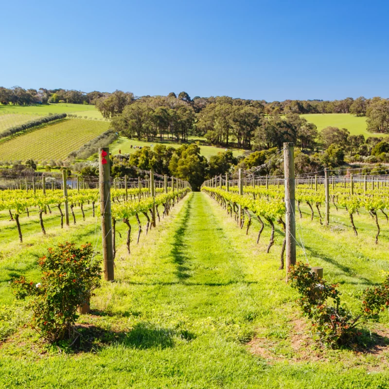 Mornington Peninsula Winery in Melbourne