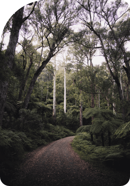 A road in the middle of a forest in Australia