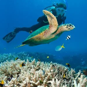 diving turtle