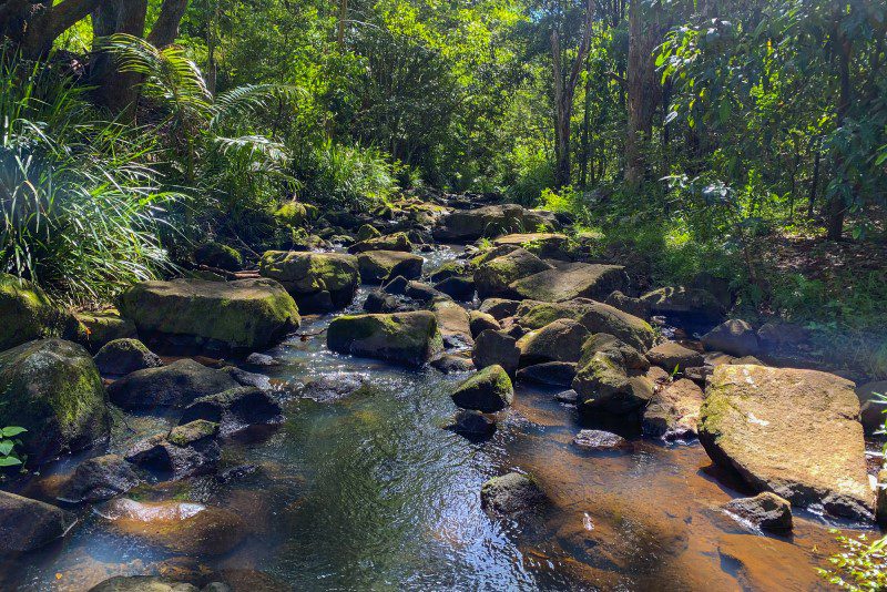 Rainforest in Lismore, NSW