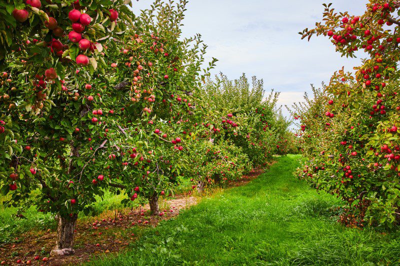 Goulburn Valley Apple Orchard